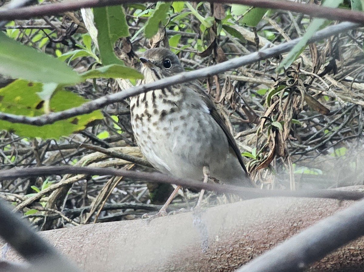 Hermit Thrush - ML647395446