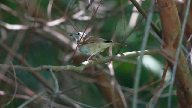 Сахалинская пеночка - ML647395452