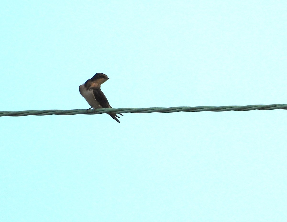Barn Swallow - ML647395453