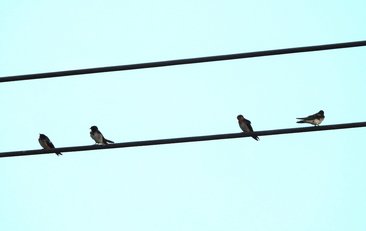 Barn Swallow - ML647395455