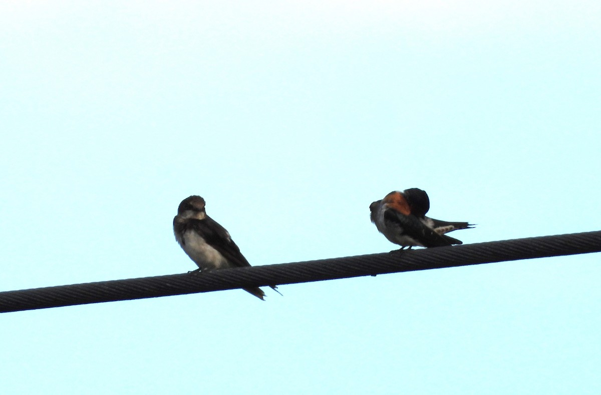 Barn Swallow - ML647395456