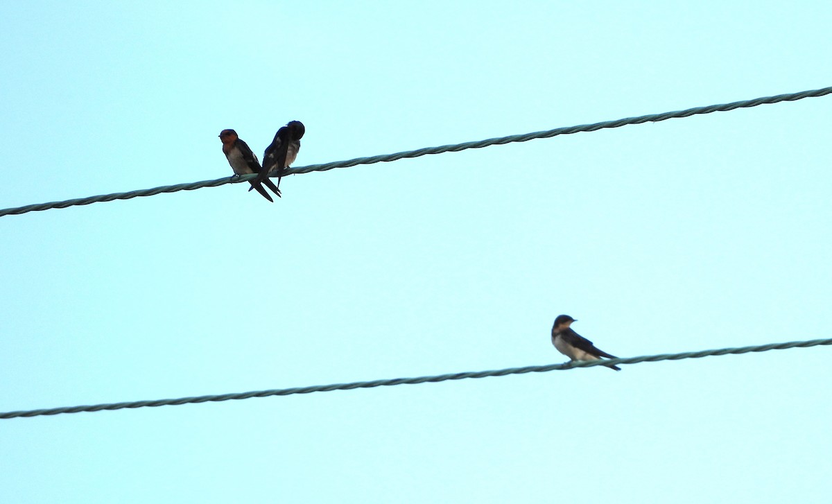 Barn Swallow - ML647395457