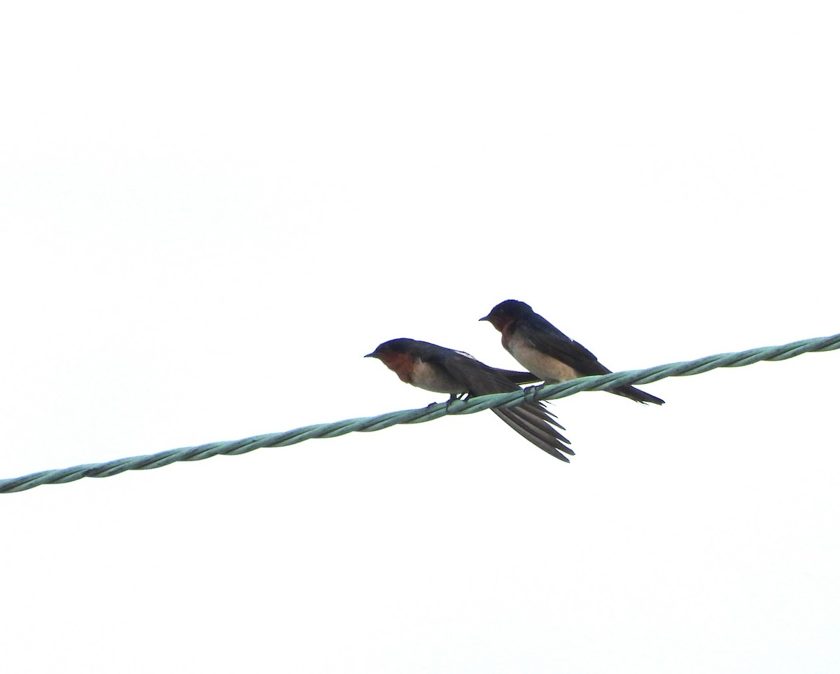 Barn Swallow - ML647395458