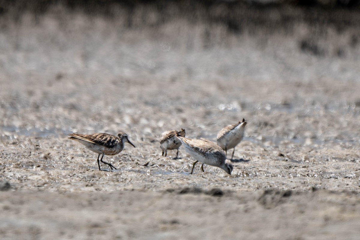 Исландский песочник - ML647395470