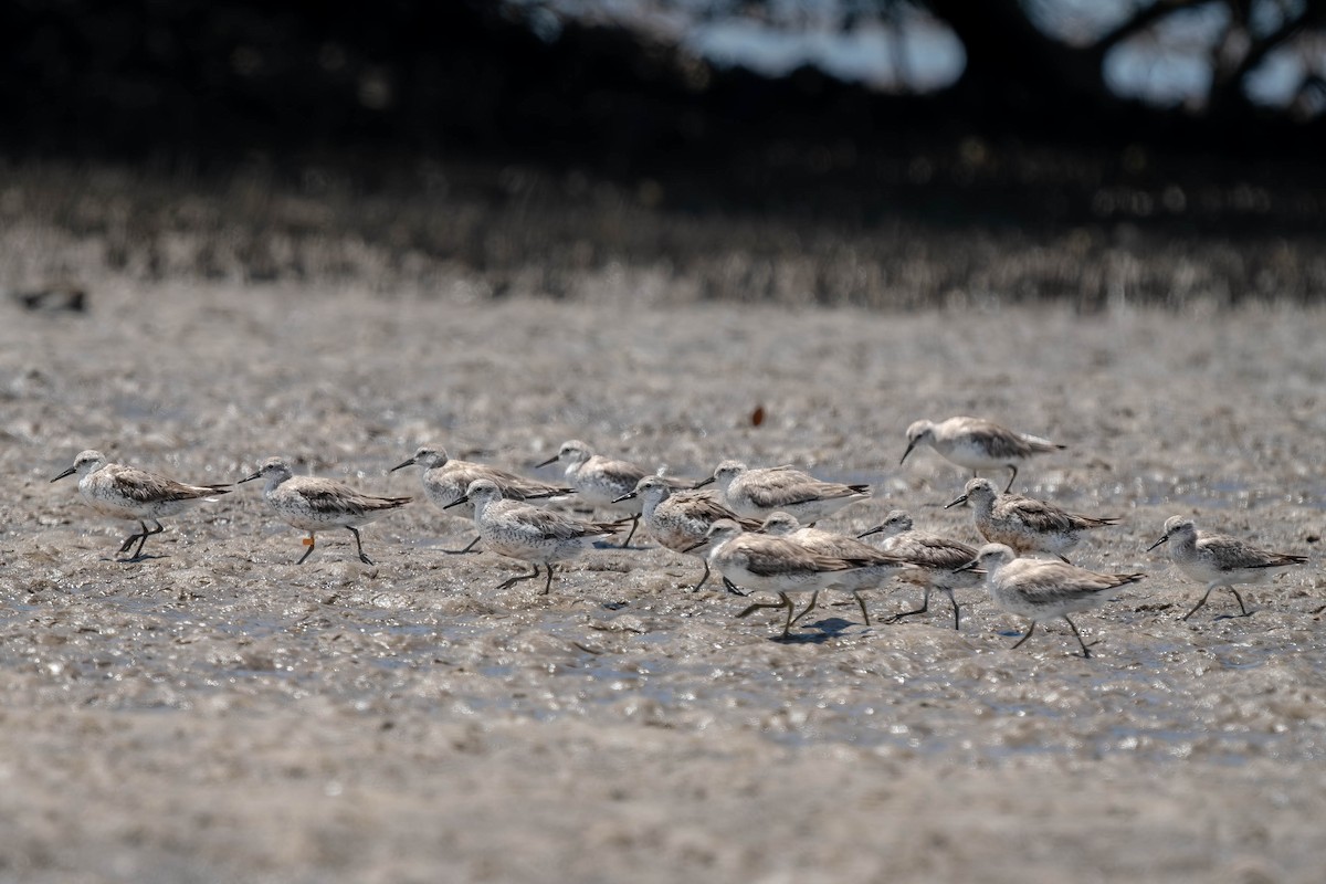 Исландский песочник - ML647395471