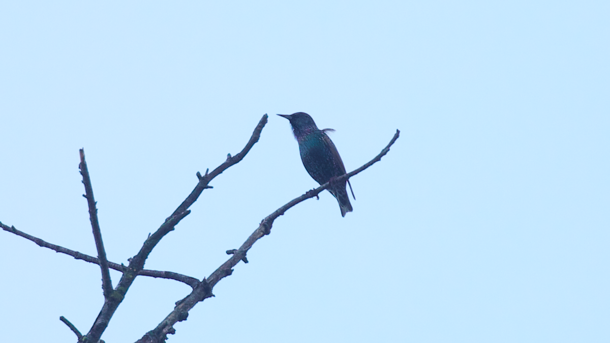 Шпак звичайний - ML647395487