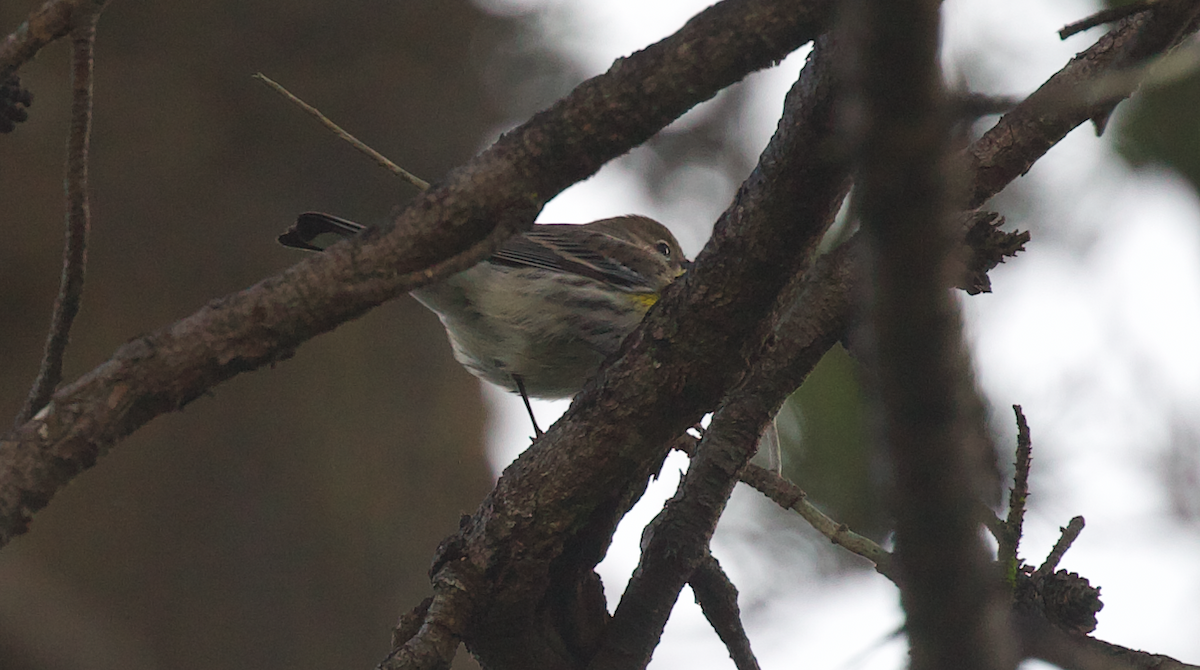 Yellow-rumped Warbler (Myrtle) - ML647395495