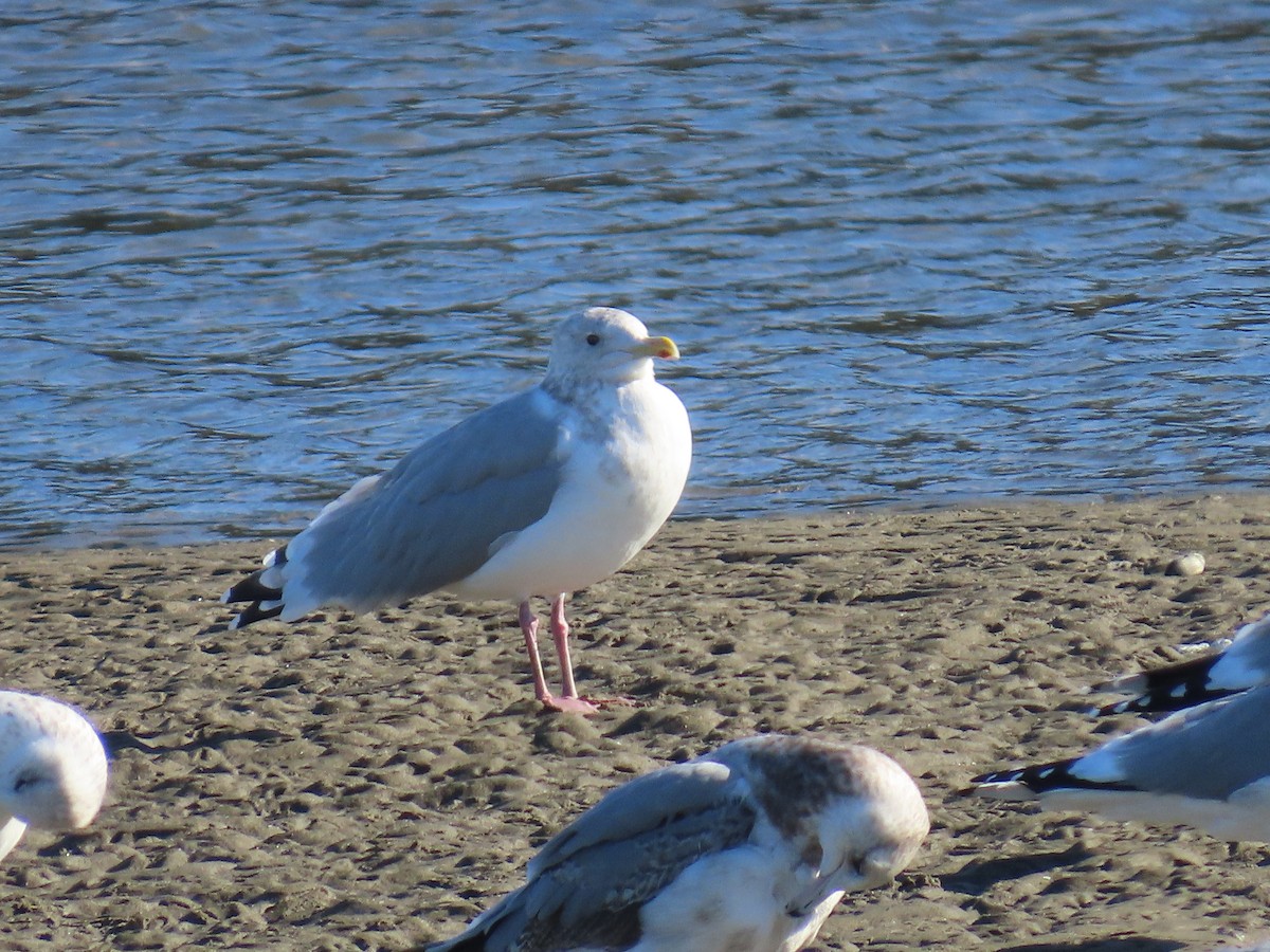 アイスランドカモメ - ML647395506