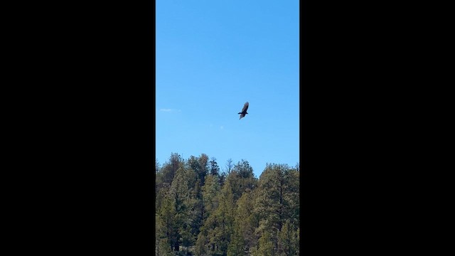 Катарта червоноголова - ML647395509