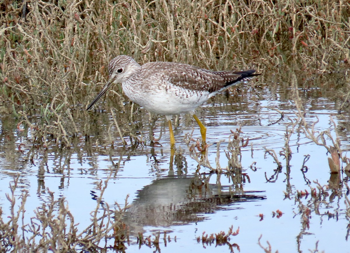 Greater Yellowlegs - ML647395527
