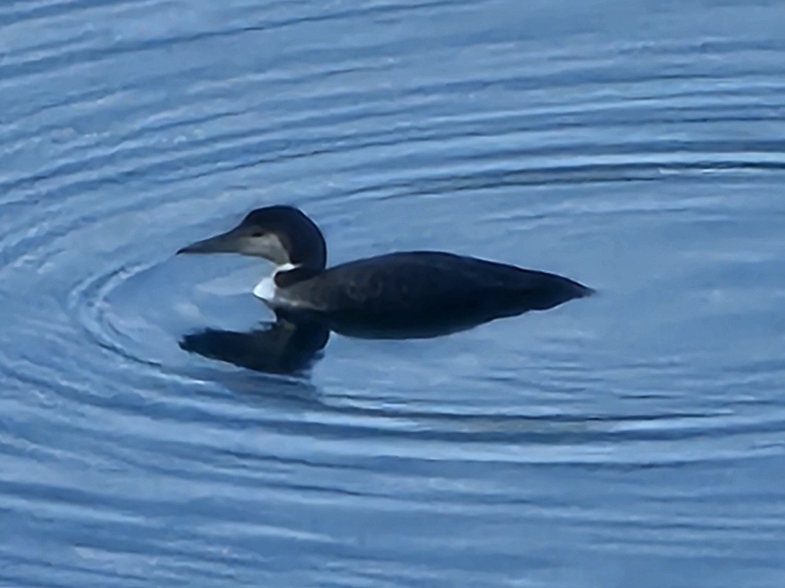 Common Loon - ML647395537