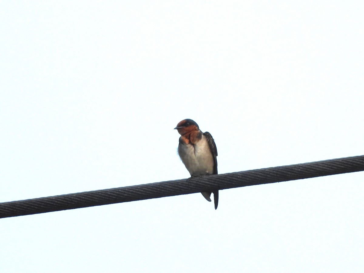 Pacific Swallow - ML647395544
