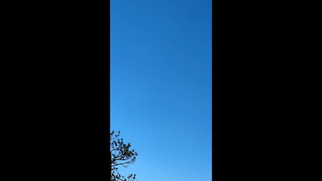 Катарта червоноголова - ML647395572