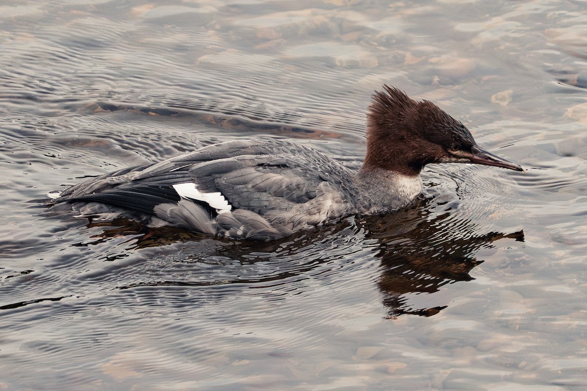 Common Merganser - ML647395577