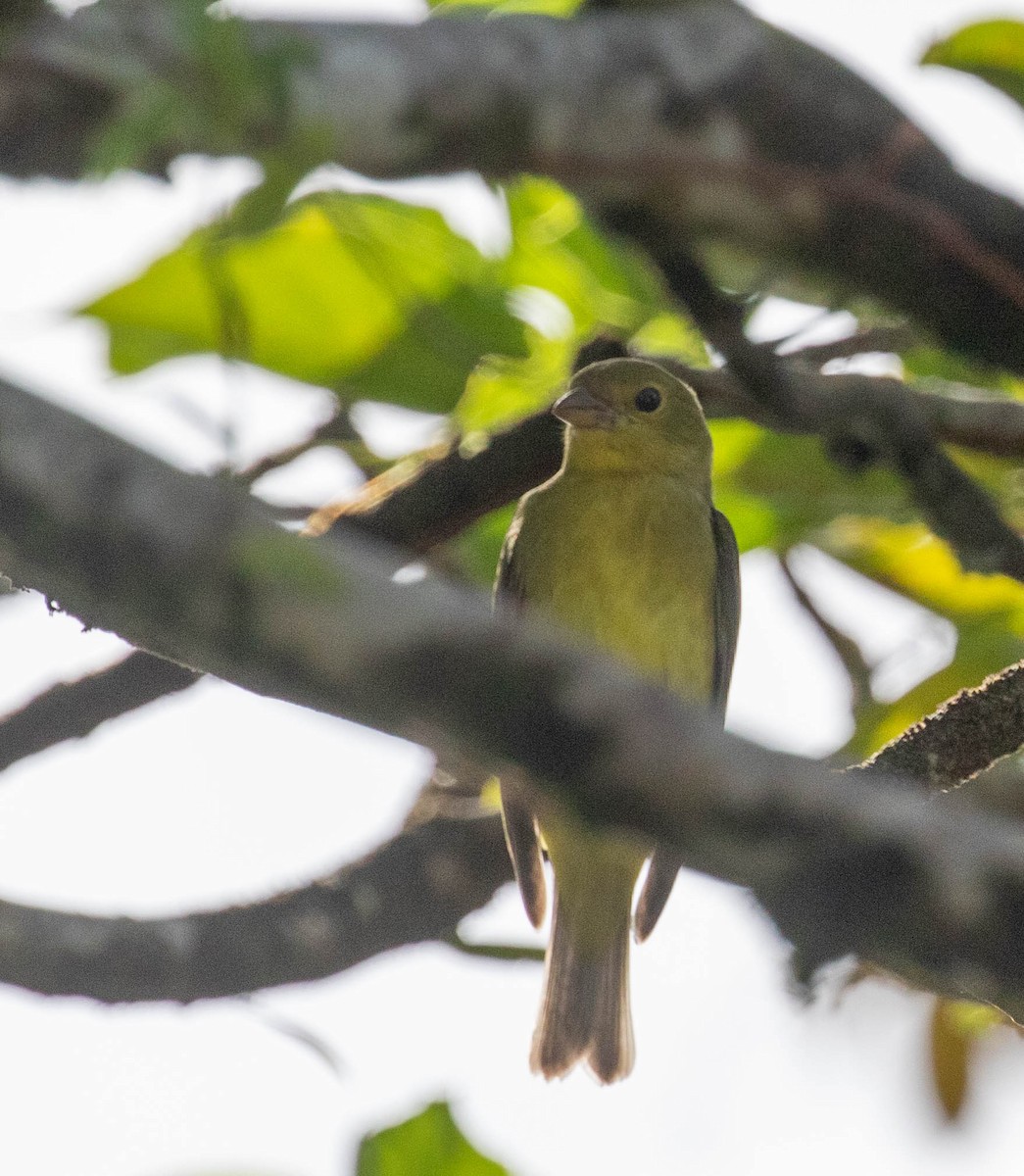 Scarlet Tanager - ML647395579