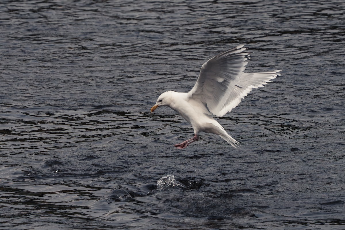Glaucous-winged Gull - ML647395580