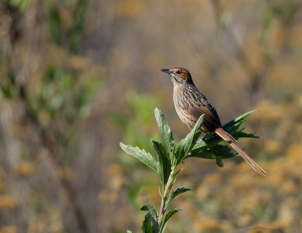 Cape Grassbird - ML647395586