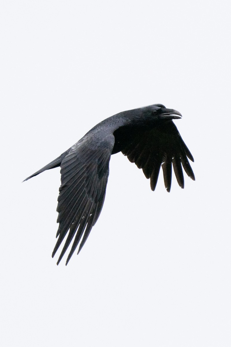 Grand Corbeau - ML647395587