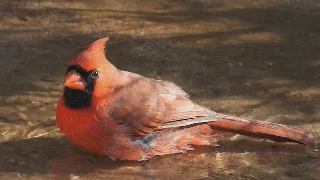 Кардинал червоний - ML647395588