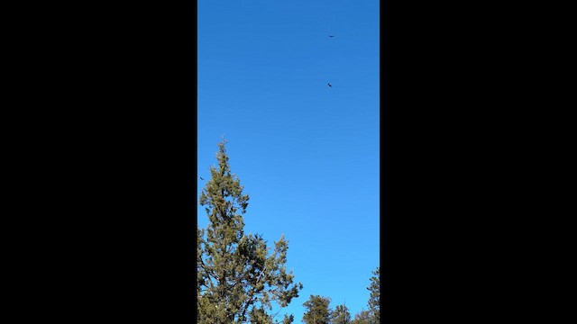 Катарта червоноголова - ML647395590