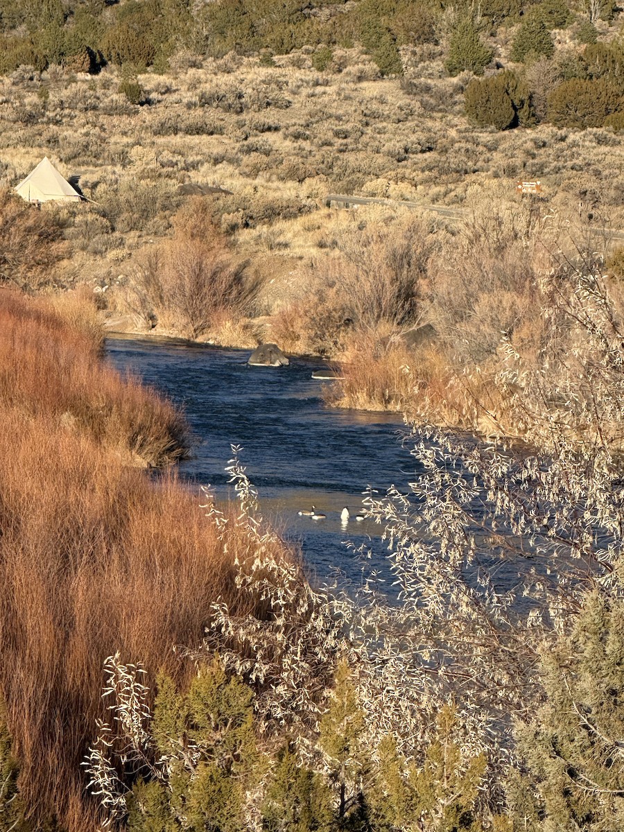 Canada Goose - ML647395598