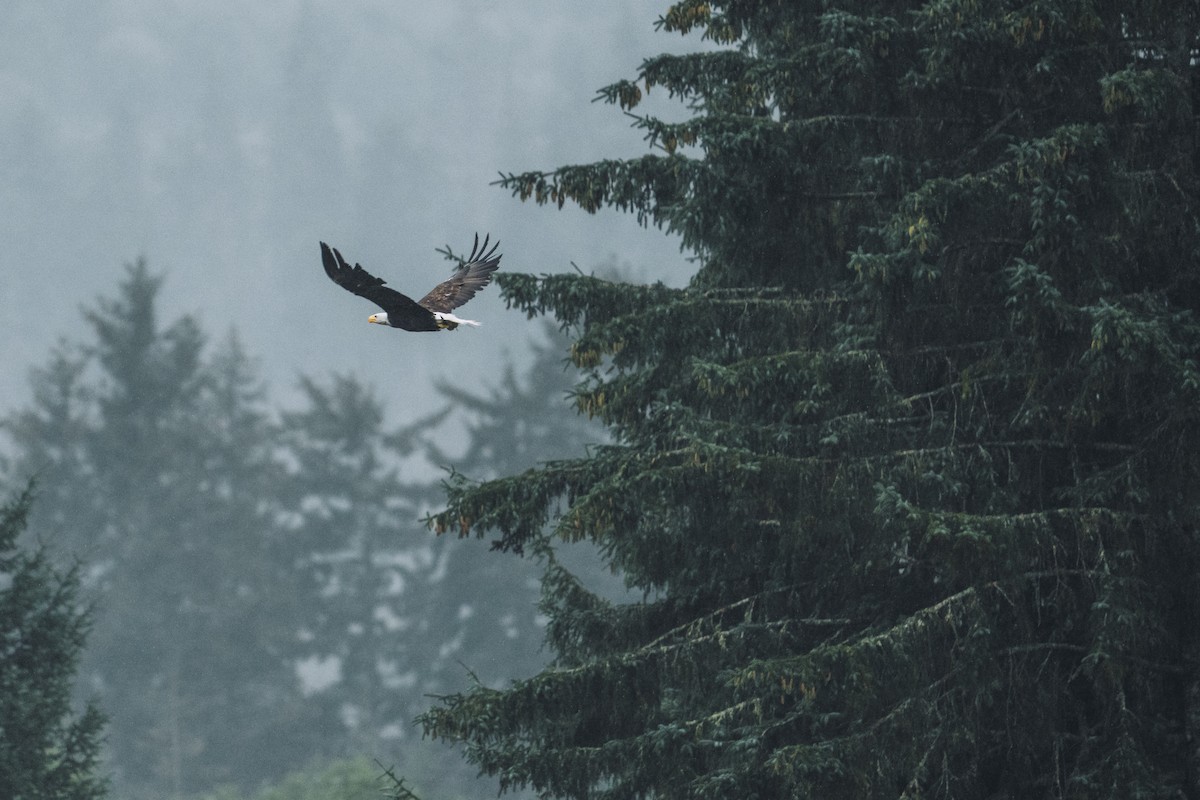 Bald Eagle - ML647395606