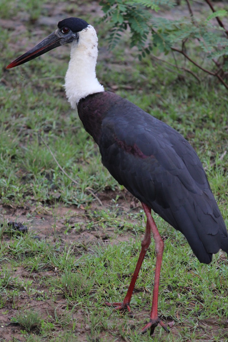 Asian Woolly-necked Stork - ML647395612