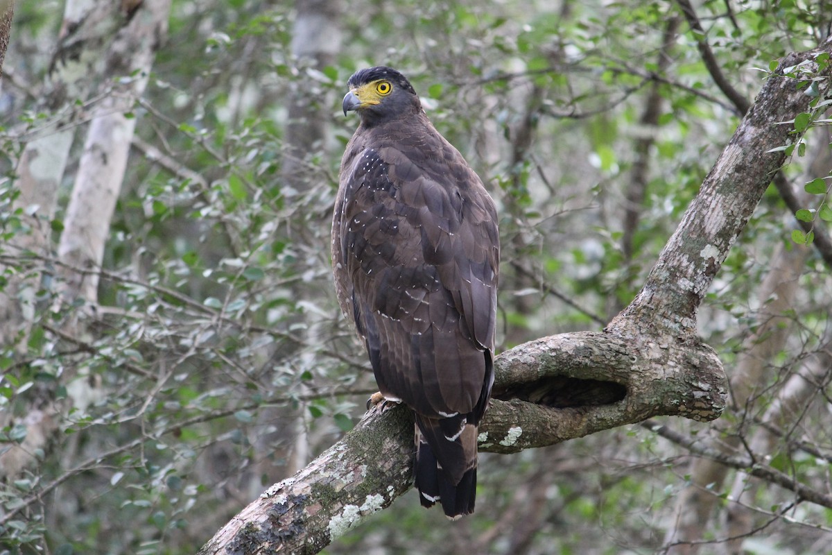 Culebrera Chiíla - ML647395619