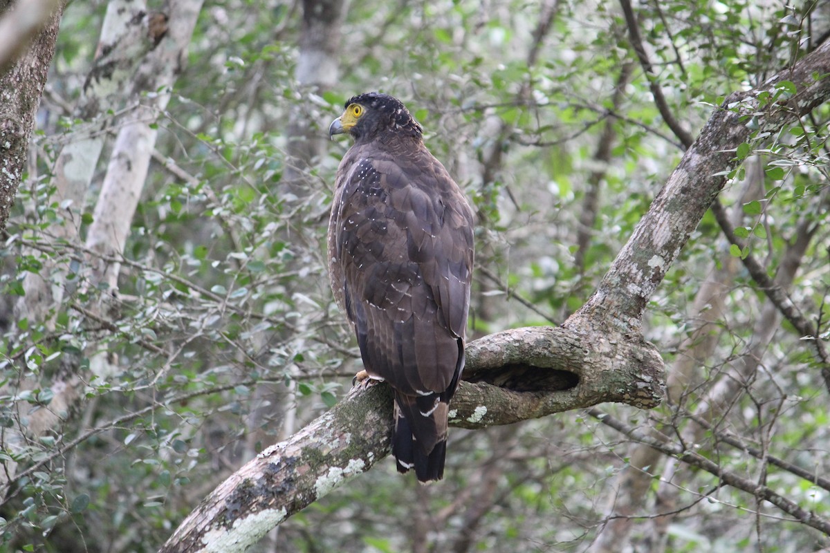 Culebrera Chiíla - ML647395620