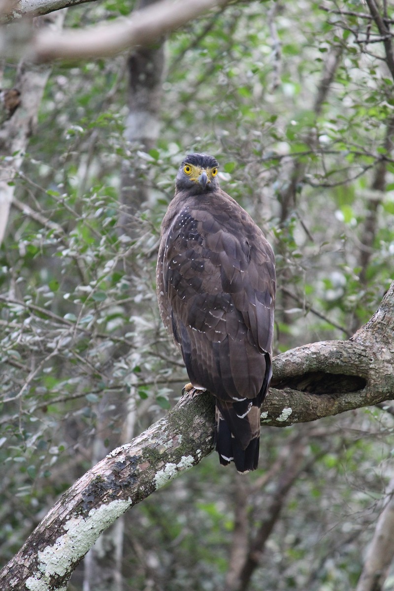 Culebrera Chiíla - ML647395621