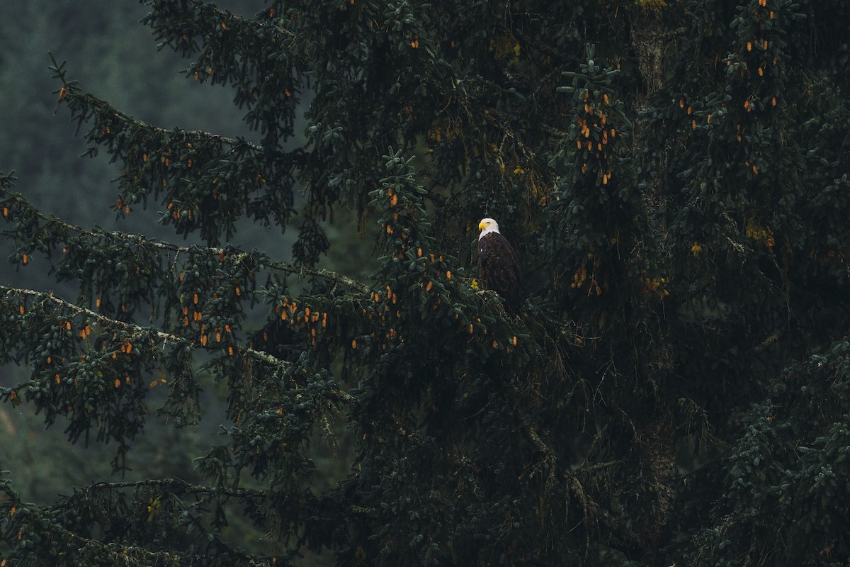 Bald Eagle - ML647395623