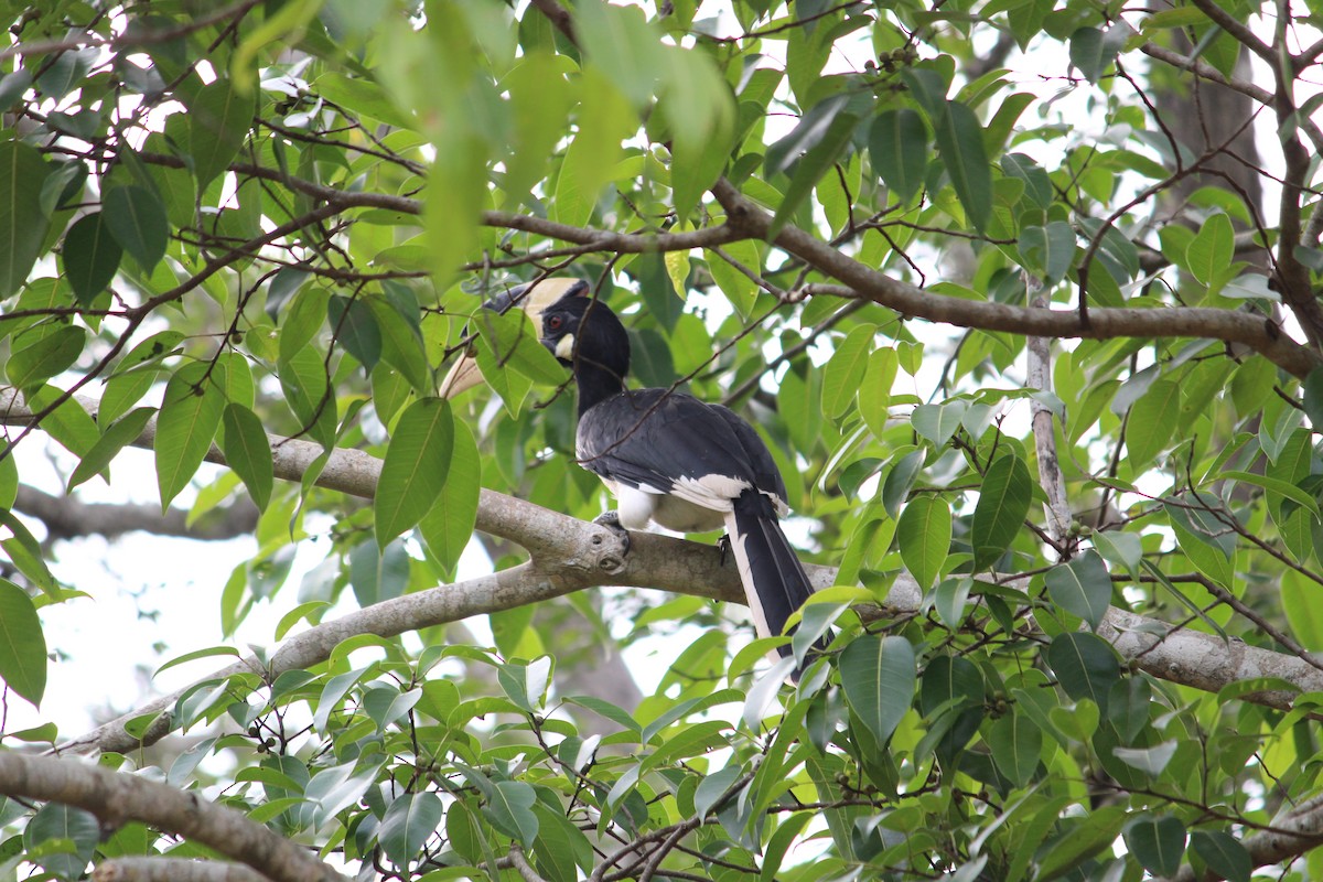 Malabar Pied-Hornbill - ML647395625
