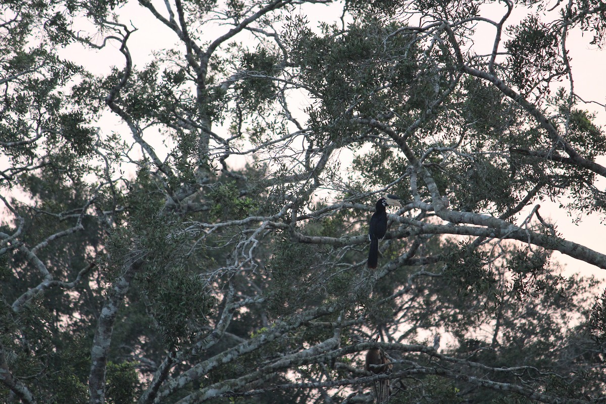 Malabar Pied-Hornbill - ML647395626