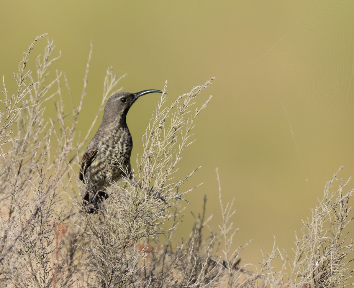 Amethyst Sunbird - ML647395628