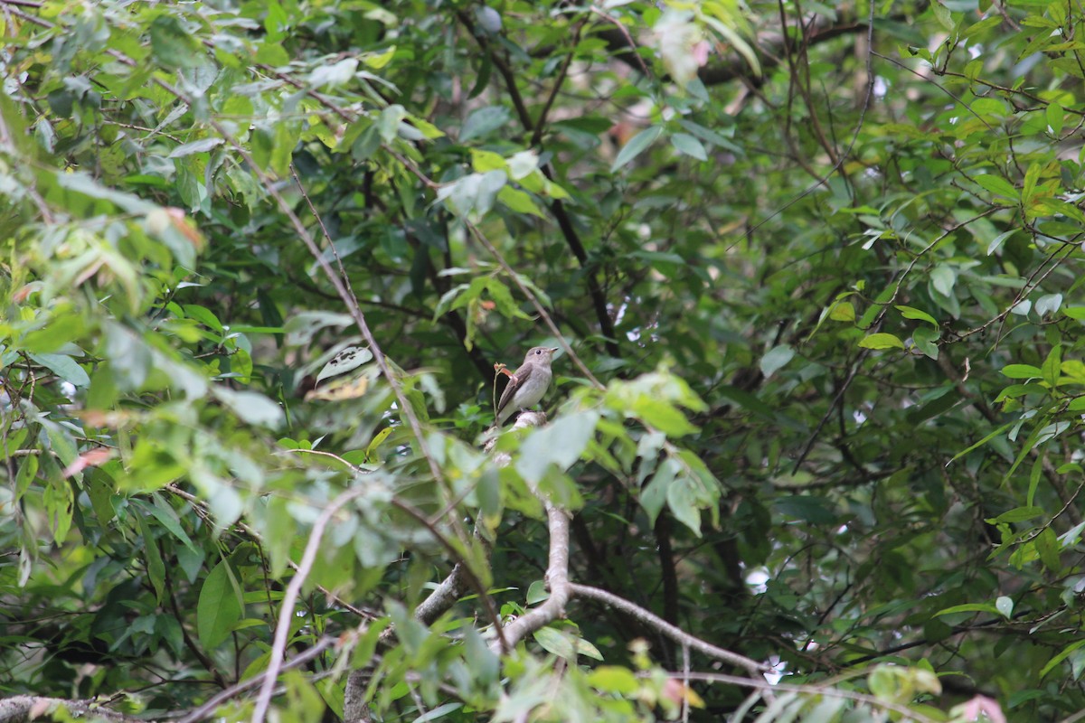 Asian Brown Flycatcher - ML647395631