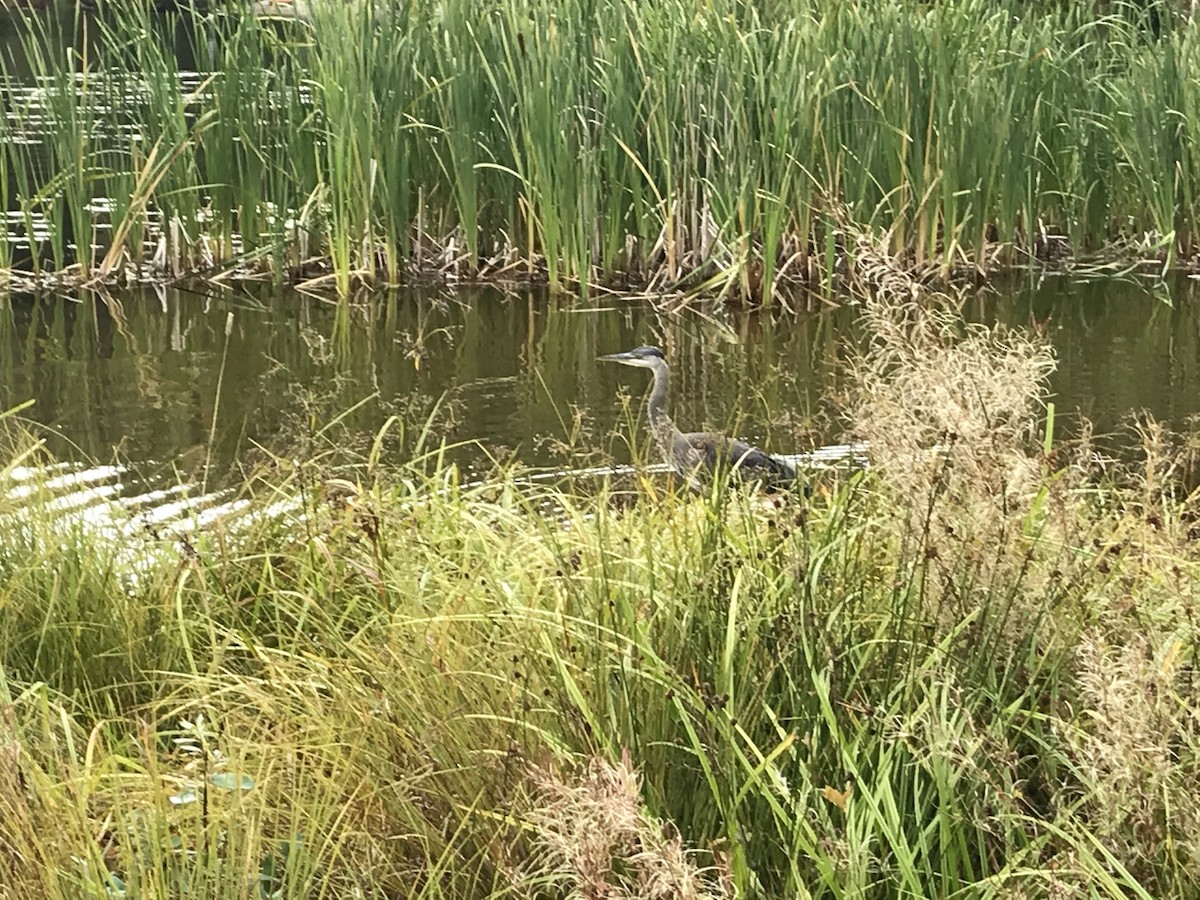 Grand Héron - ML647395635