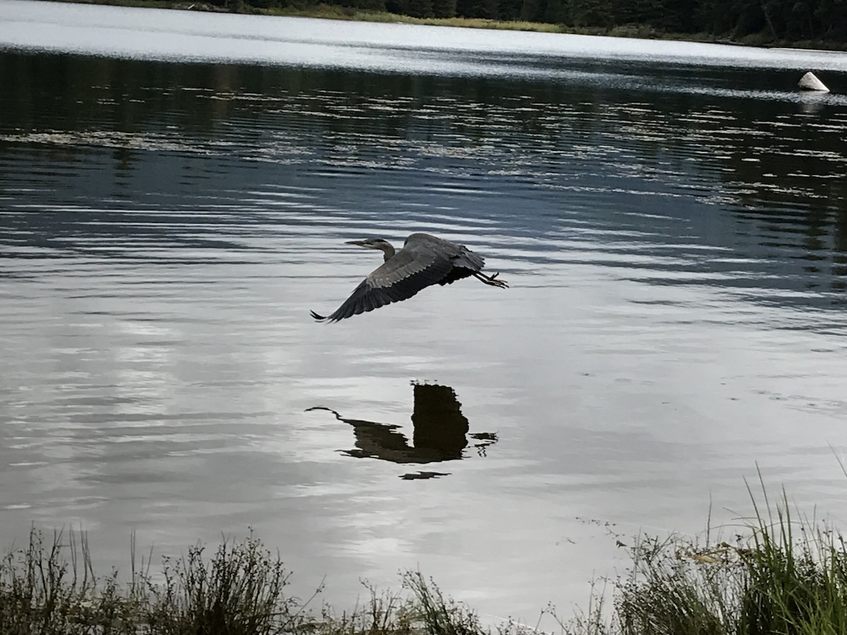 Grand Héron - ML647395636