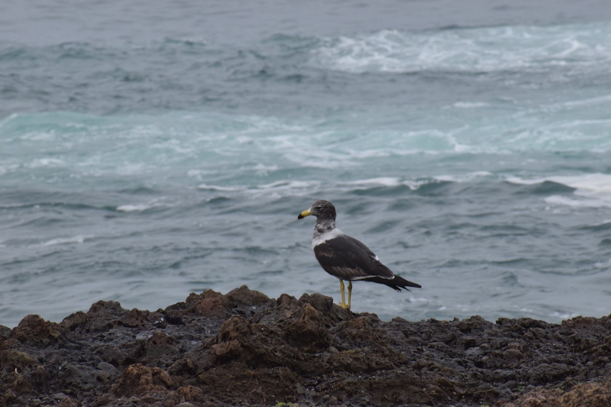 Belcher's Gull - ML647395639