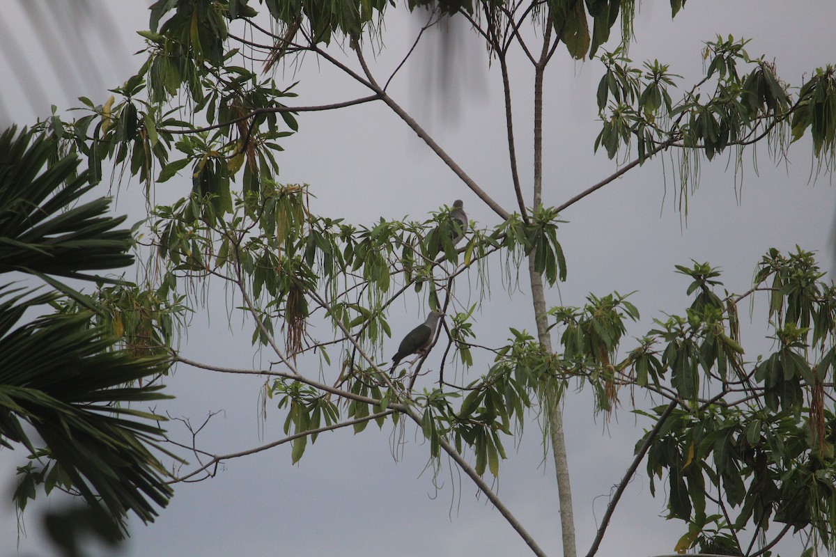 Green Imperial-Pigeon - ML647395650