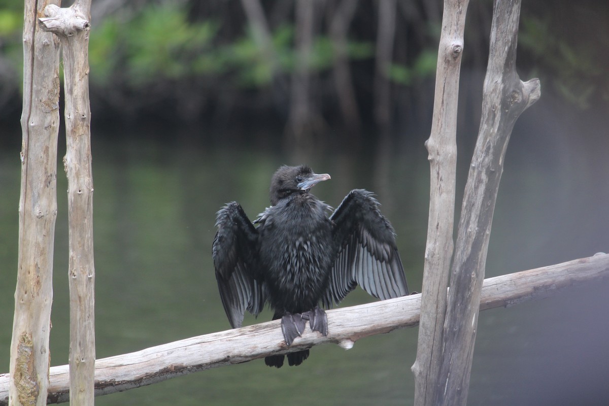 Little Cormorant - ML647395654