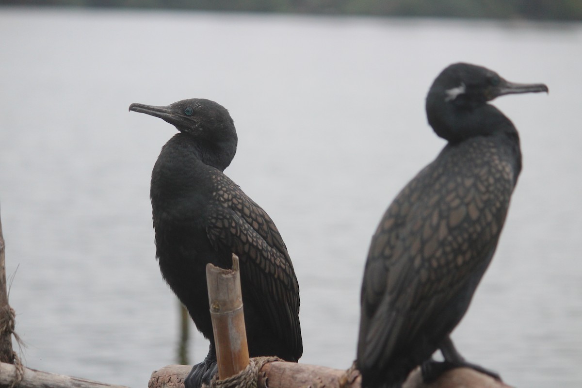 Indian Cormorant - ML647395661