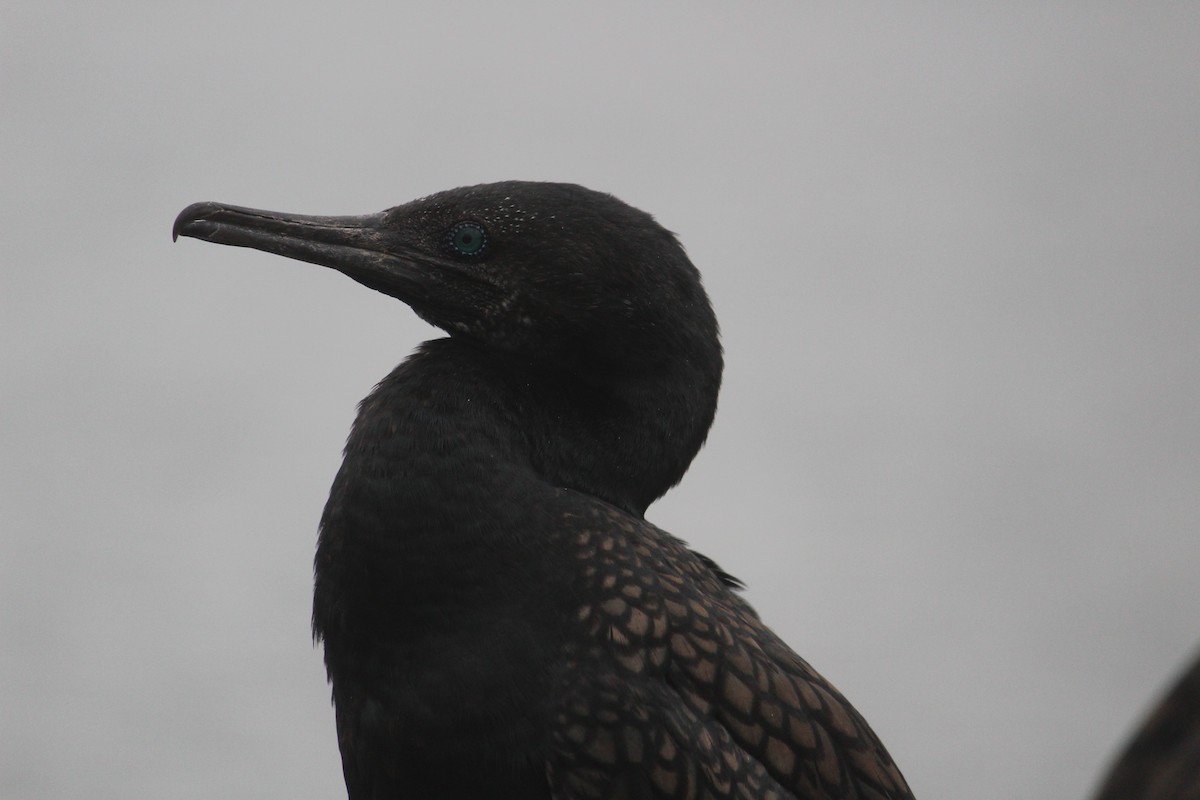 Indian Cormorant - ML647395662