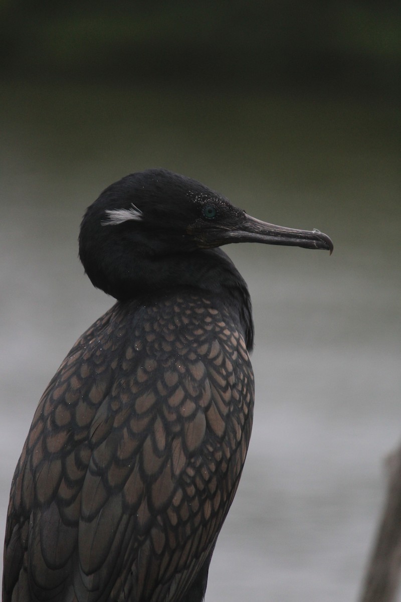 Indian Cormorant - ML647395663