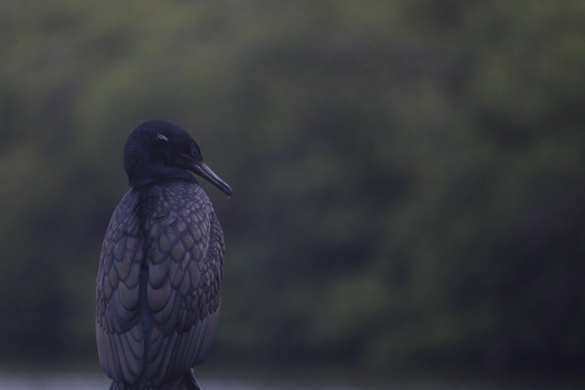 Indian Cormorant - ML647395664