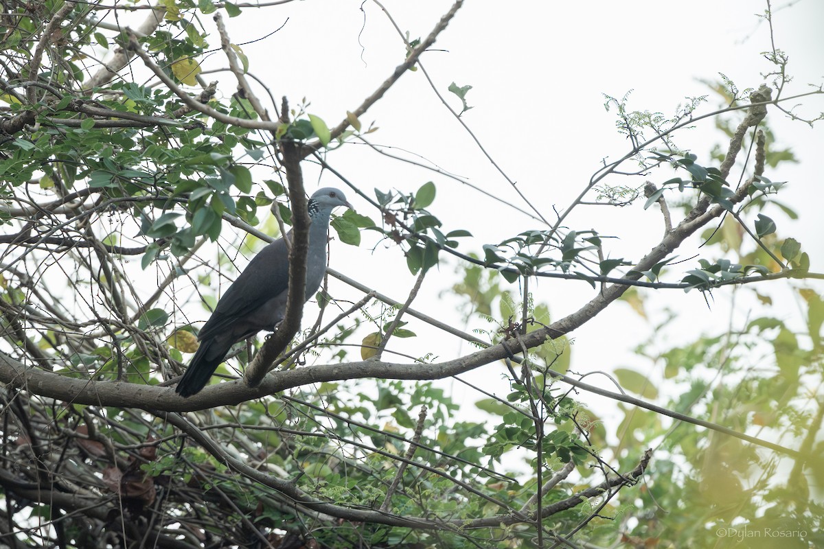 Nilgiri Wood-Pigeon - ML647395667