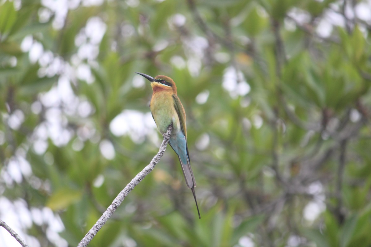 Blue-tailed Bee-eater - ML647395668