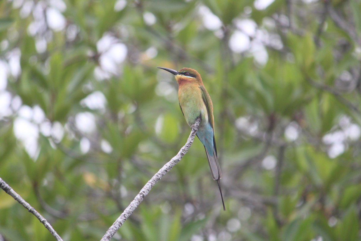 Blue-tailed Bee-eater - ML647395669