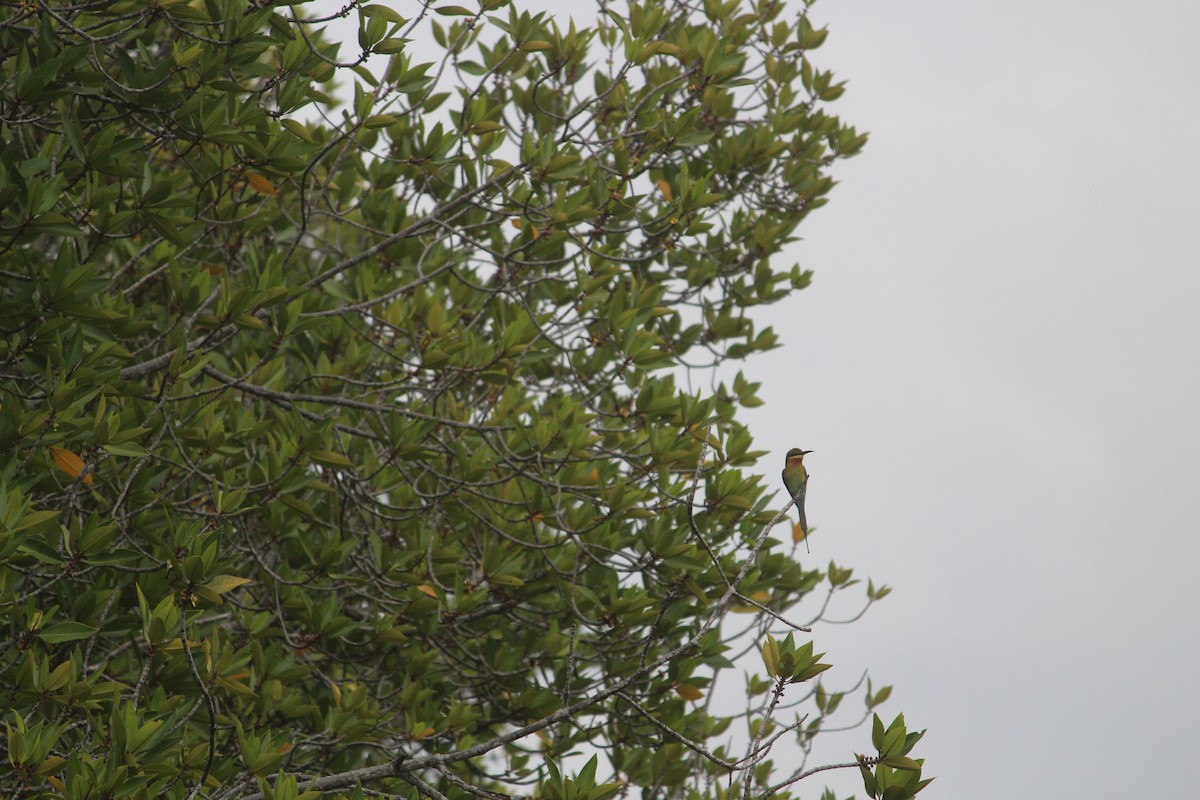 Blue-tailed Bee-eater - ML647395670