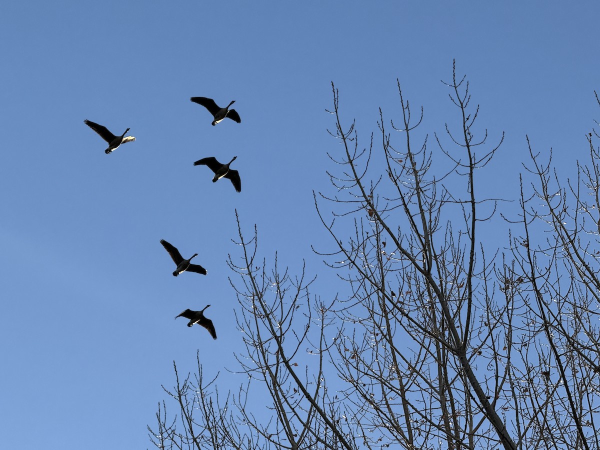 Canada Goose - ML647395689