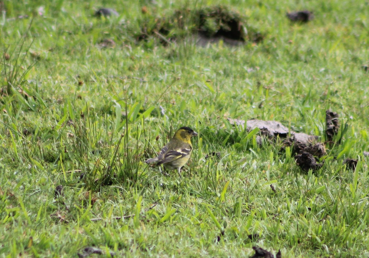 Black-chinned Siskin - ML647395700